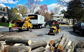 How Our Tree Care Process Works  in  Stevensville, MT